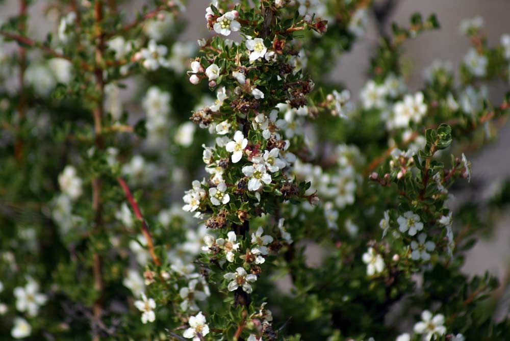 Escallonia virgata - Patagonia